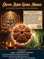 7 mukhi Rudraksha