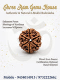 6 mukhi Rudraksha