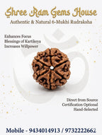 6 mukhi Rudraksha