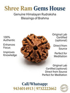 4 Mukhi Rudraksha