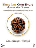 5-Mukhi Rudraksha