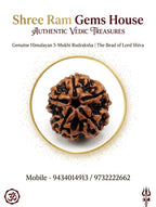 5-Mukhi Rudraksha