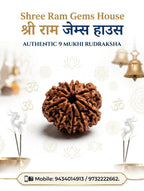 9 Mukhi Rudraksha