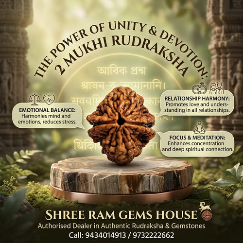 2 Mukhi Rudraksha