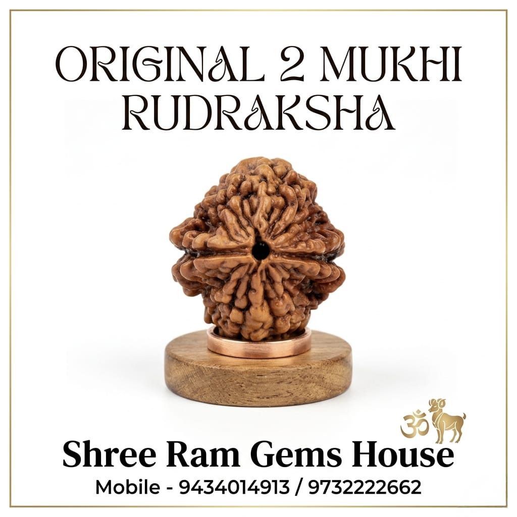 2 Mukhi Rudraksha