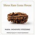 1 Mukhi Rudraksha