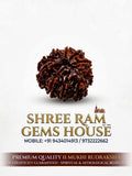 11 Mukhi Rudraksha