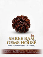 11 Mukhi Rudraksha