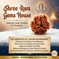 3 Mukhi Rudraksha