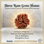 3 Mukhi Rudraksha